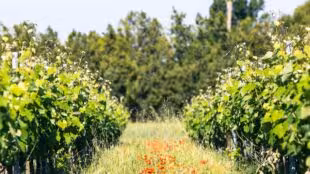 Domaine des Peyre