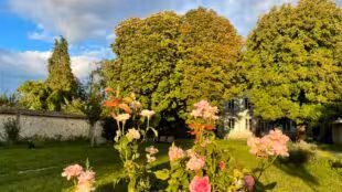 Colibri des Champs
