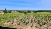 Domaine Morgon La Javernière