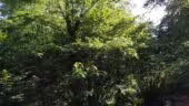 Escape Forest