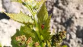Domaine des trois filles