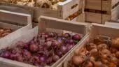 Le Village Potager