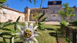 Château Formont