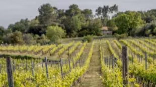 Domaine Rabiega
