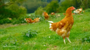 La ferme de Fontenille