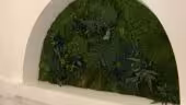 PLATAN Niche végétale