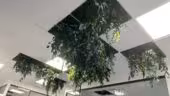 PLATAN Faux-plafond