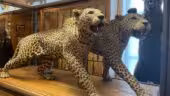 Musée de la Chasse et de la Nature
