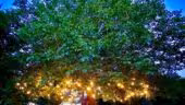 loisir jardin arbre campagne commercial commerciale
