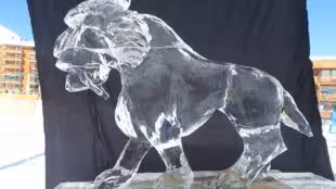 sculture-glace-animaux-041