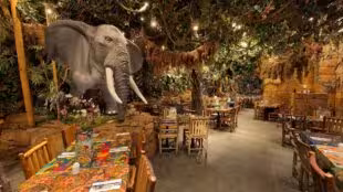 Rainforrest Café