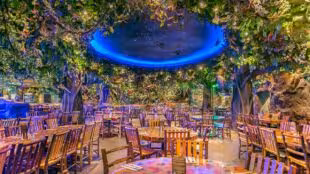 Rainforrest Café
