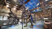 Institut Royal des sciences naturelles