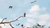 Puy du fou