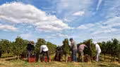 Domaine Enclos de la Croix