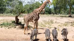 Safari virtuel - Safari virtuel