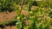 VIAVINO
