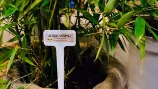 Global Végétal