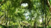 igloovegetal