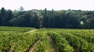 Château Bouscaut