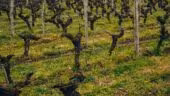 Château Bouscaut