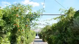 Jardin Perché Marais