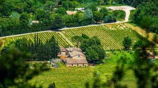 Domaine Régis Frères