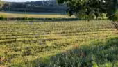 Chateau Mentone