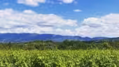 Domaine les Perpetus