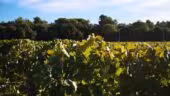 Domaine les Perpetus