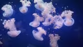Aquarium de Paris