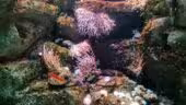 Aquarium de Paris