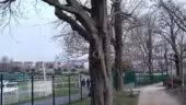 Le Manège de Saint Cloud
