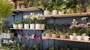 PACHECO - Artisan fleuriste, atelier et coworking