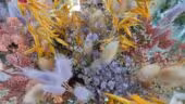 LAB aux fleurs