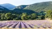 L'Essentiel de Lavande