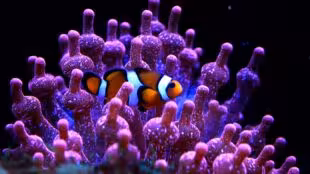 Aquarium de Lyon