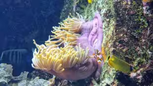 Aquarium de Lyon
