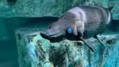 Aquarium de Lyon