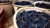 Le Clos de l'Amandaie