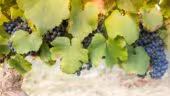 Vignoble Cassin