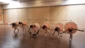 La Rumba Danse - Spa - Events