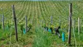 Domaine Claude Lafond