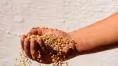Granier Earl