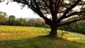 Le Domaine de Gorneton