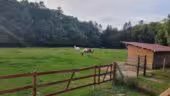 Lytavis