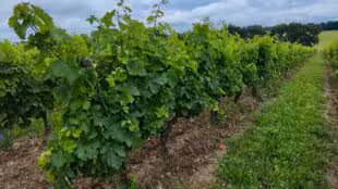 Château Lauduc