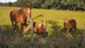 Golf de la Bresse