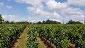 Domaine de la Grave - Vignobles Roche Teycheney