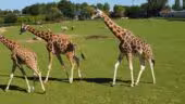 CERZA Parc des Safaris